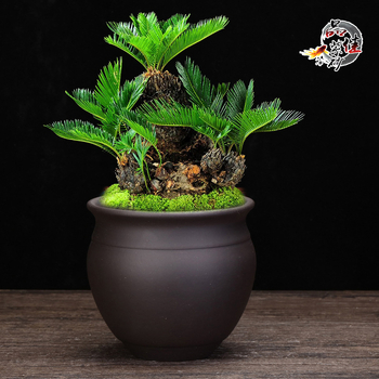 Ghiveci ceramic înalt pentru orhidee, lut purpuriu, vas de flori din ceramică, pentru birou și bonsai