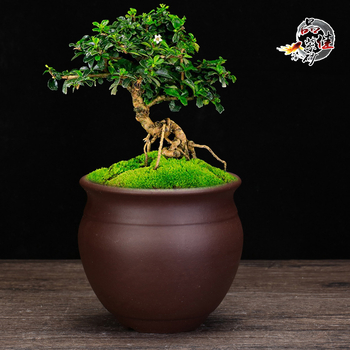 Ghiveci ceramic înalt pentru orhidee, lut purpuriu, vas de flori din ceramică, pentru birou și bonsai