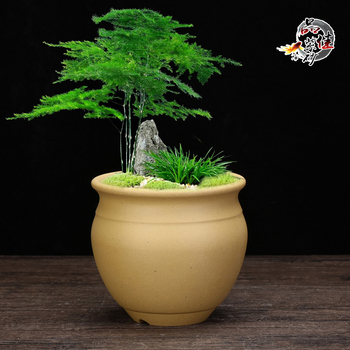 Ghiveci ceramic înalt pentru orhidee, lut purpuriu, vas de flori din ceramică, pentru birou și bonsai