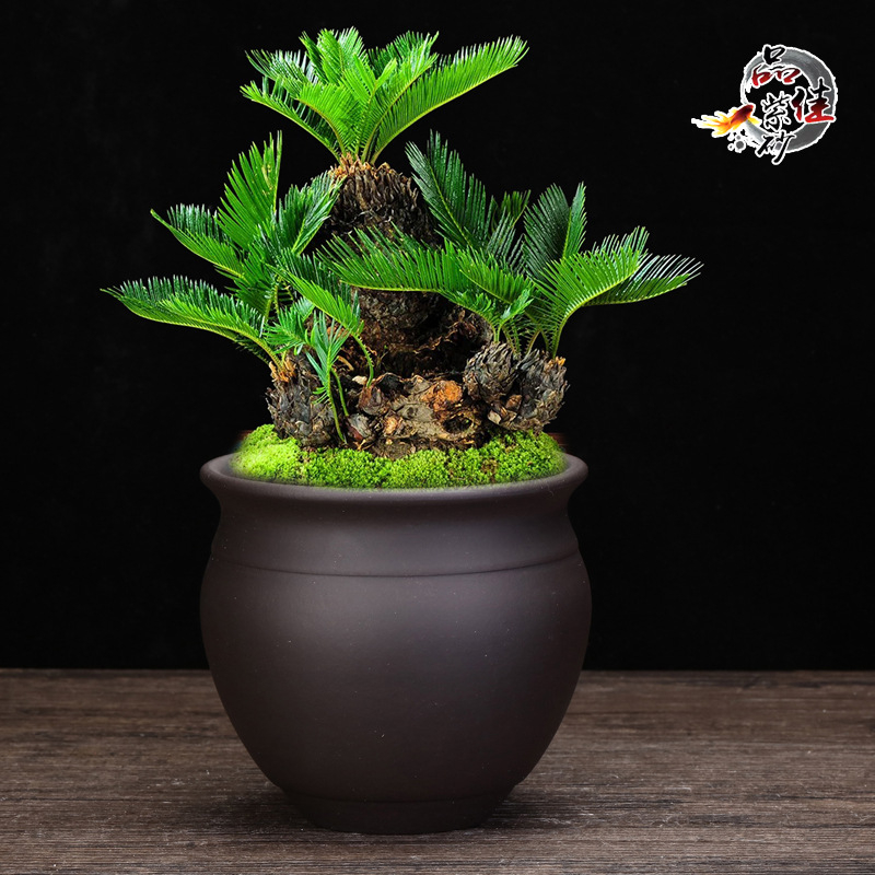 Ghiveci ceramic înalt pentru orhidee, lut purpuriu, vas de flori din ceramică, pentru birou și bonsai