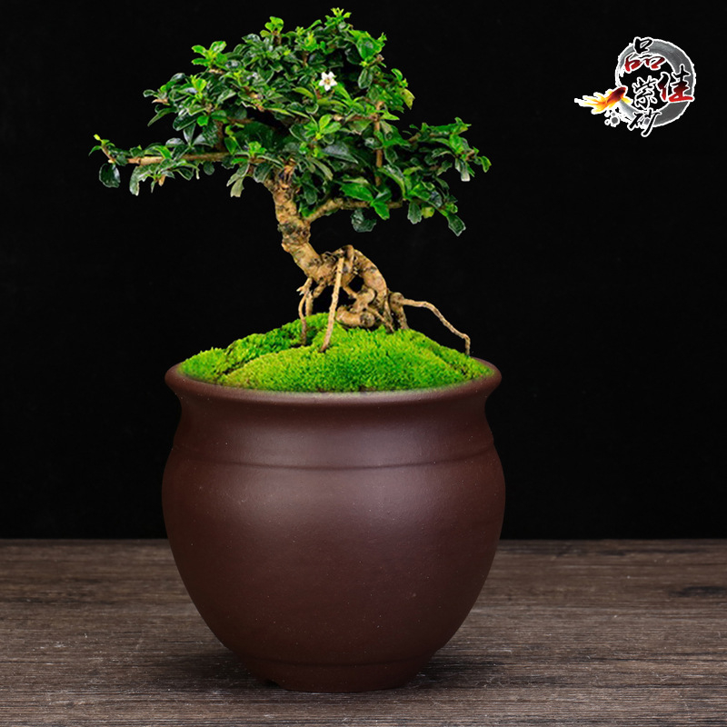 Ghiveci ceramic înalt pentru orhidee, lut purpuriu, vas de flori din ceramică, pentru birou și bonsai