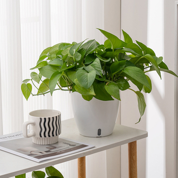 Ghiveci interior minimalist cu auto-udare, rezervor de apă din plastic gros, plantă de birou decorativ