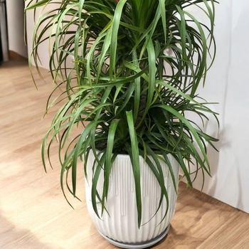 Ghiveci ceramic cu diametru mare pentru Dragon Blood Tree și Happiness Tree, potrivit pentru sufragerie și balcon