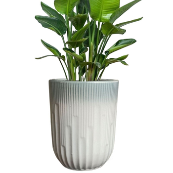 Ghiveci ceramic cu diametru mare pentru Dragon Blood Tree și Happiness Tree, potrivit pentru sufragerie și balcon
