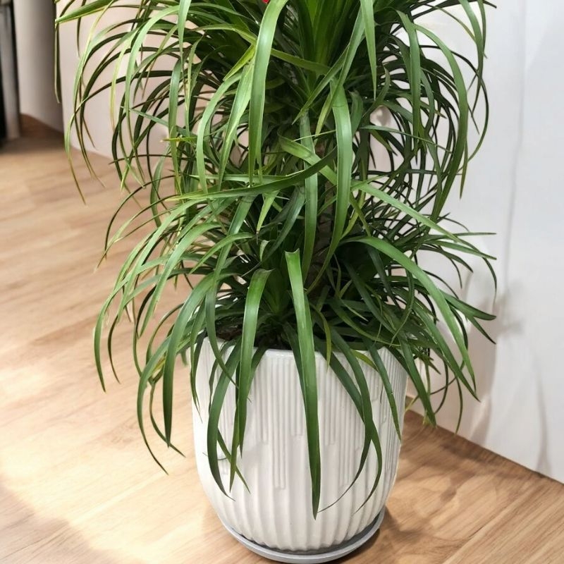 Ghiveci ceramic cu diametru mare pentru Dragon Blood Tree și Happiness Tree, potrivit pentru sufragerie și balcon
