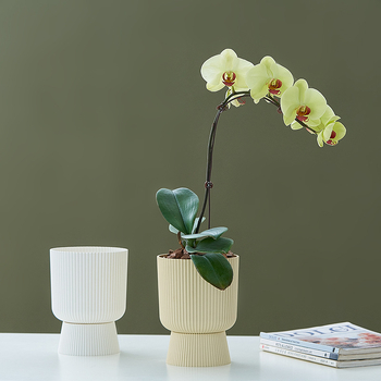 Ghieveci din rășină, în stil nordic, cu tavă care imită ceramică, pentru orchidă Phalaenopsis, potrivit pentru living și suculente