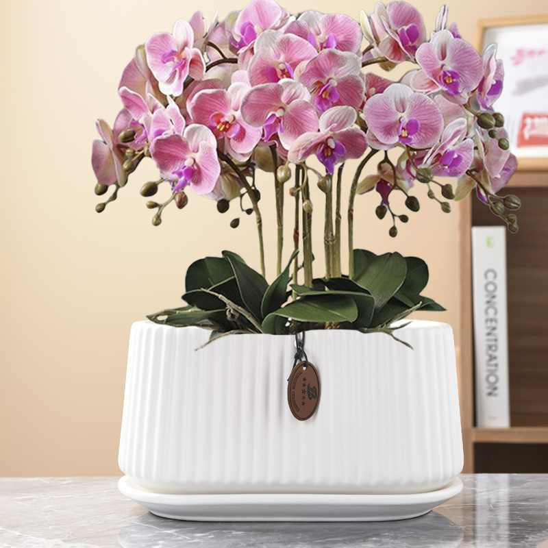 Ghiveci ceramic în stil nordic, oval, cu deschidere mare, pentru copacul banilor și pothos, pentru interior și exterior