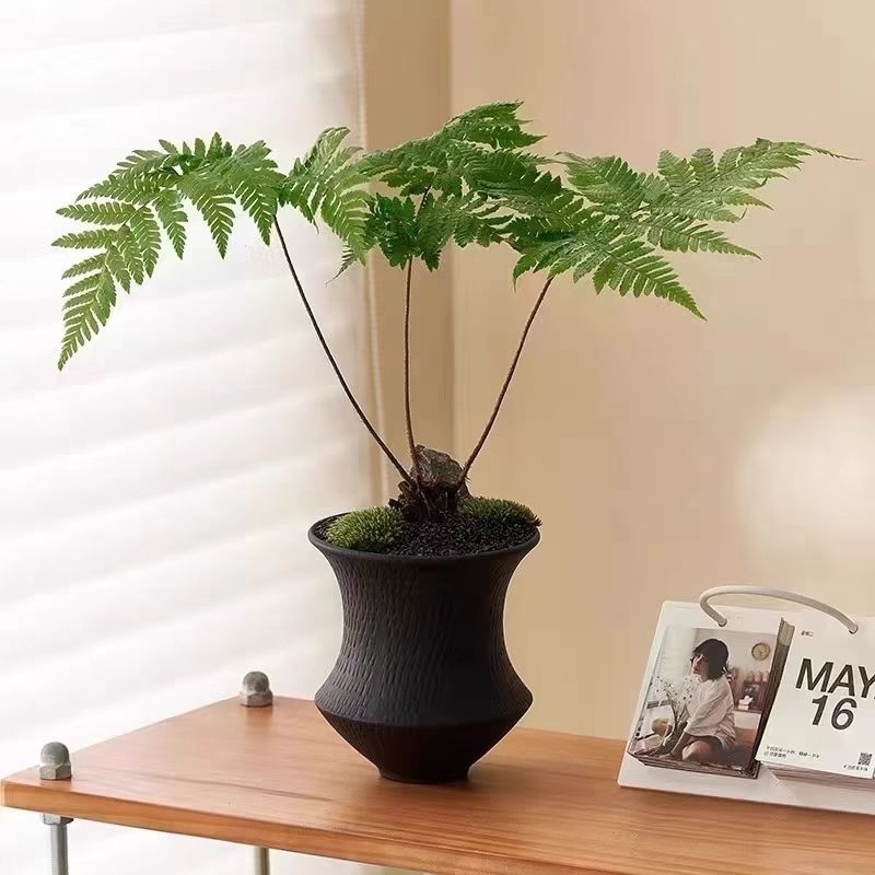 Ghiveci ceramic pentru orchidă, stil Nordic, de înaltă calitate, pentru birou de acasă