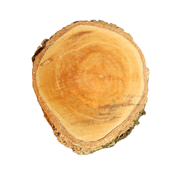 Prirodno Longan drvo za kornjače — platforma za sunčanje i driftwood dekor za akvarij