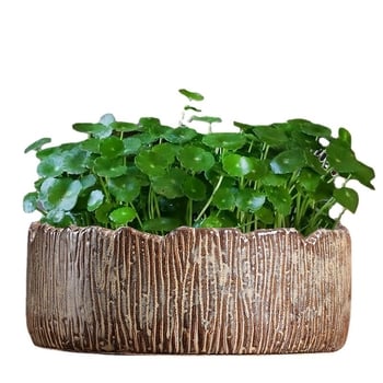 Ghiveci hidroponic pentru narcise, nuferi și lotus în bol; vas ceramic mare pentru planta banilor