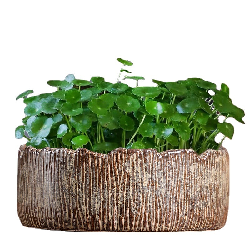 Ghiveci hidroponic pentru narcise, nuferi și lotus în bol; vas ceramic mare pentru planta banilor
