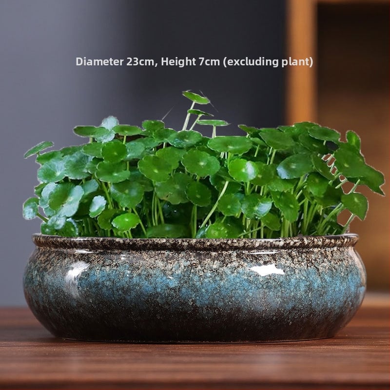 Ghiveci hidroponic pentru narcise, nuferi și lotus în bol; vas ceramic mare pentru planta banilor