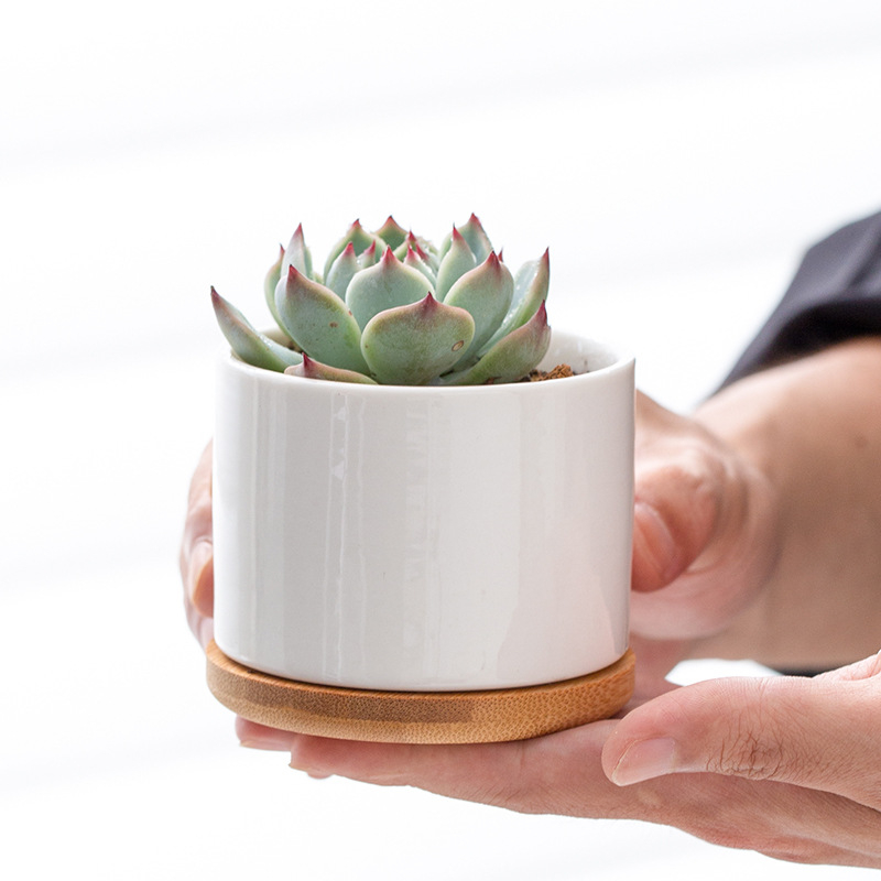 Ghiveci alb din porțelan pentru suculente, ceramic, design minimalist pentru grădinărit modern acasă