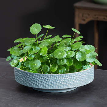 Ghiveci ceramic pentru hidroponie, margine circulară, diametru mare, potrivit pentru birou sau acasă