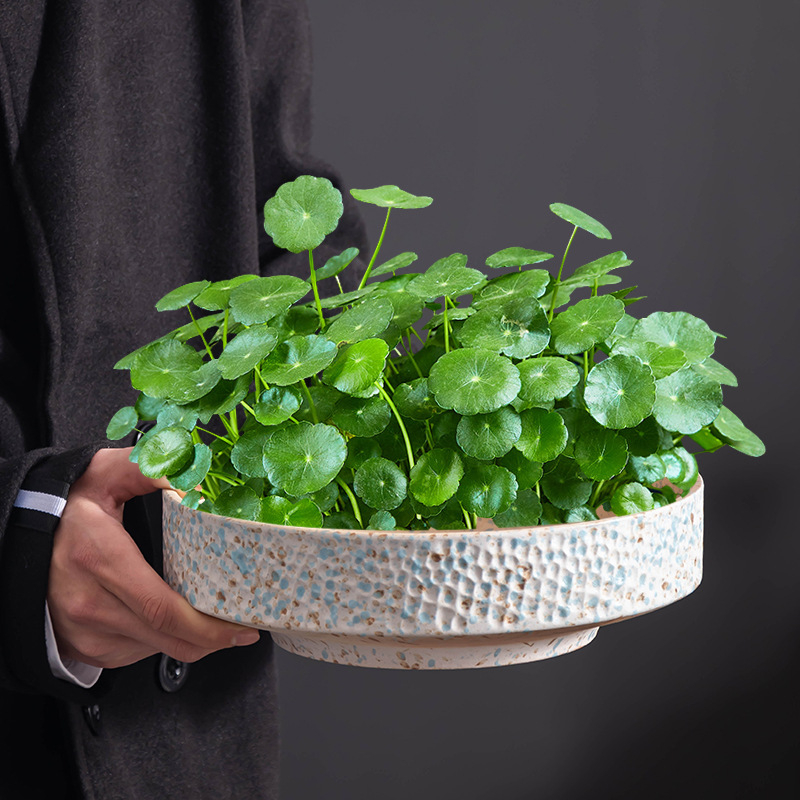 Ghiveci ceramic pentru hidroponie, margine circulară, diametru mare, potrivit pentru birou sau acasă