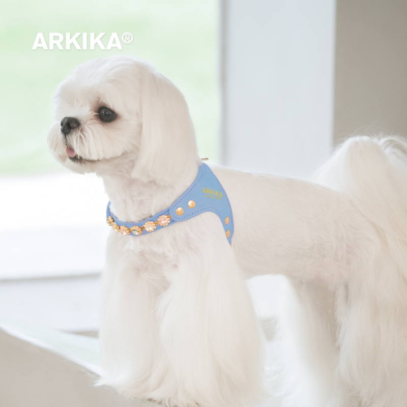 Arkika kožni prsluk i uzica za male pse: Maltezer, Teddy, Bichon Frisé, Šnauzer — za vanjske šetnje