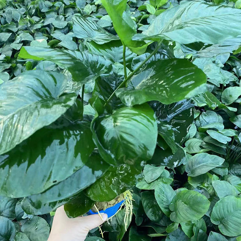 Žive vodene biljke Banyan – Banyan, Zlatni Banyan i Mini Banyan za akvarij