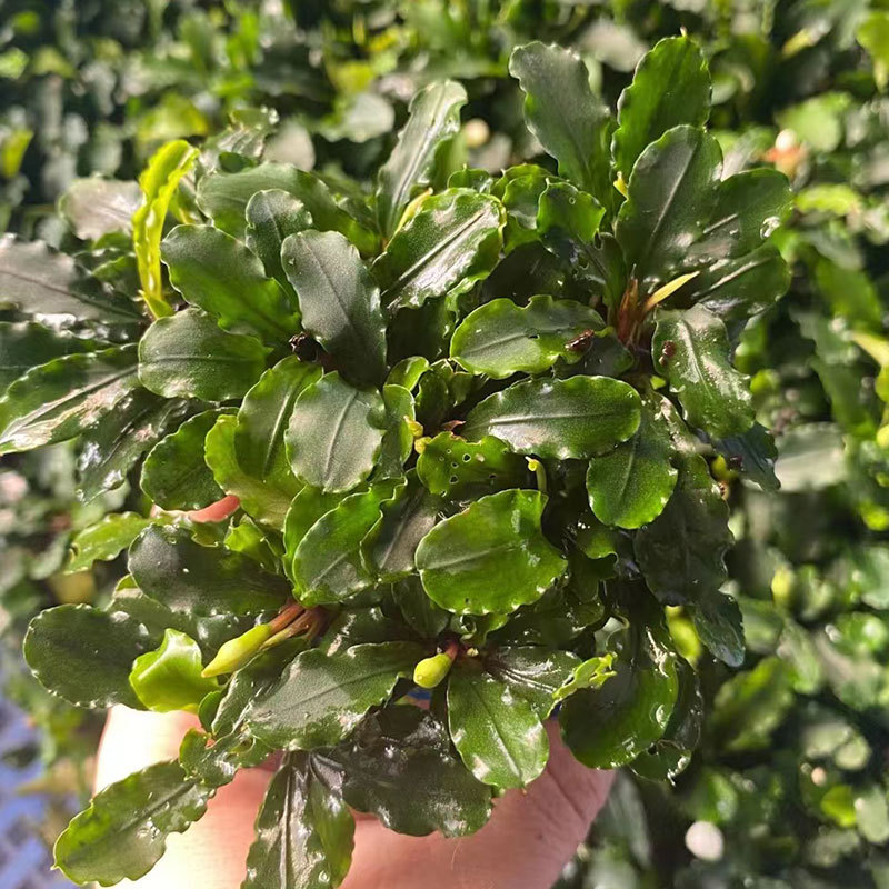 Žive vodene biljke Banyan – Banyan, Zlatni Banyan i Mini Banyan za akvarij