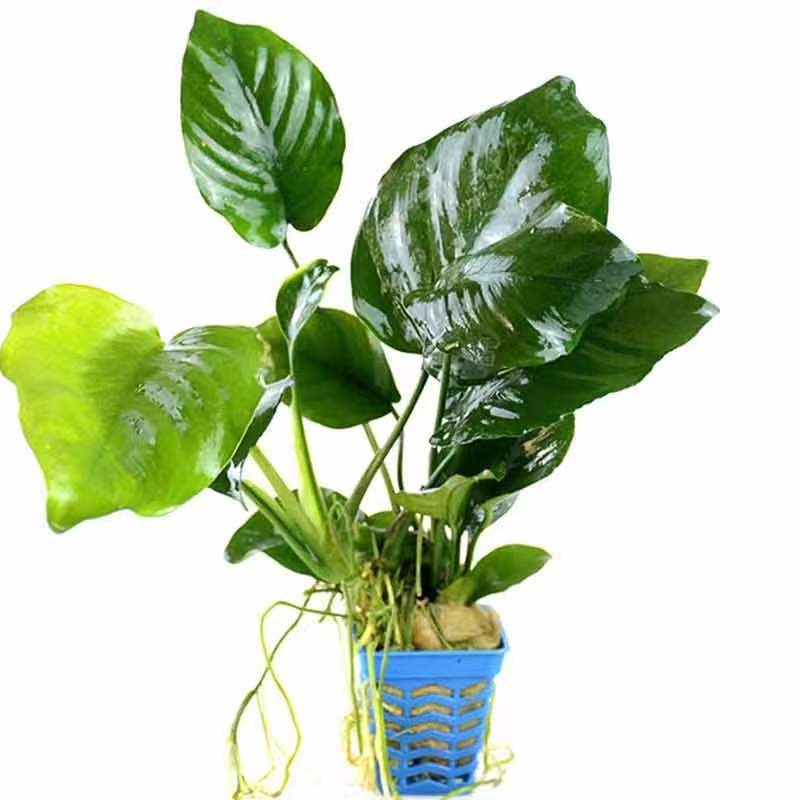 Žive vodene biljke Banyan – Banyan, Zlatni Banyan i Mini Banyan za akvarij