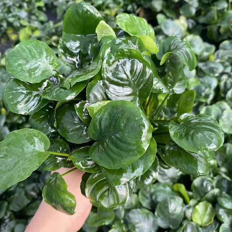 Žive vodene biljke Banyan – Banyan, Zlatni Banyan i Mini Banyan za akvarij