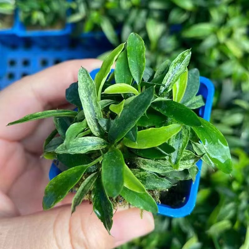 Žive vodene biljke Banyan – Banyan, Zlatni Banyan i Mini Banyan za akvarij