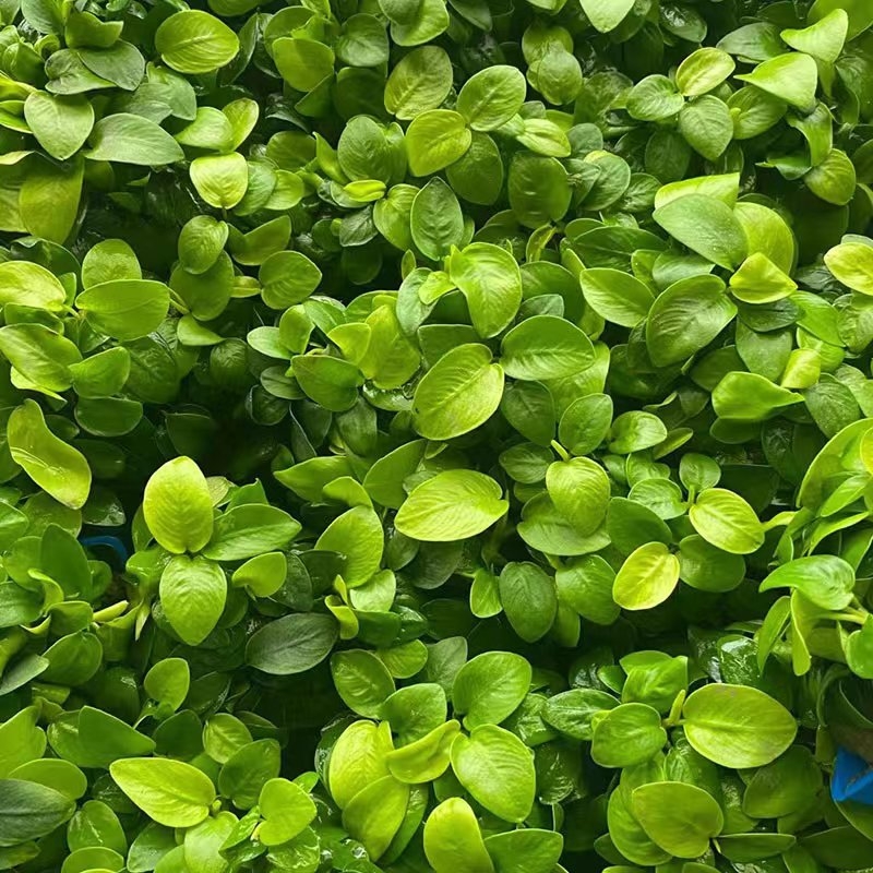 Žive vodene biljke Banyan – Banyan, Zlatni Banyan i Mini Banyan za akvarij
