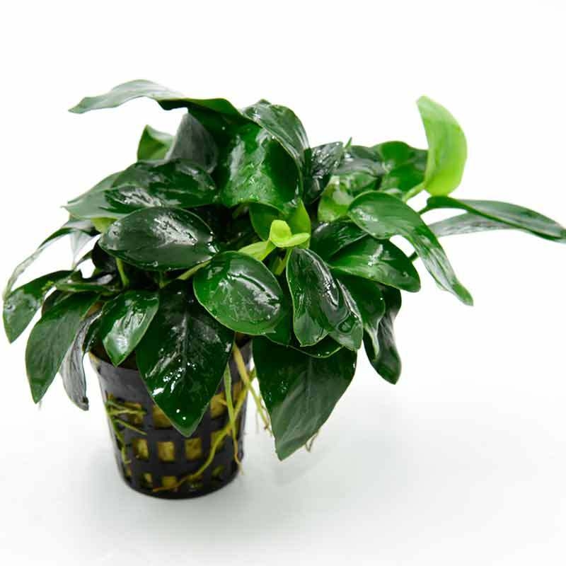 Žive vodene biljke Banyan – Banyan, Zlatni Banyan i Mini Banyan za akvarij