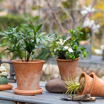 Ghiveci din lut roșu, ceramic poros, respirabil, absoarbe apa pentru rădăcini, pentru suculente și plante verzi, stil retro