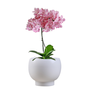 Ghiveci ceramic în stil Nordic minimalist, pentru decorul casei, pe podea