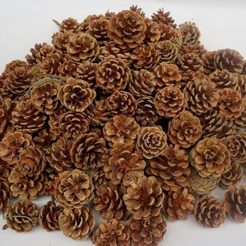 Conuri de pin naturale și aranjament cu flori uscate — accesorii foto lucrate manual pentru decor DIY de Crăciun, centru de living