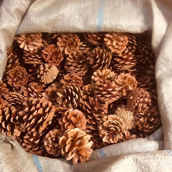 Conuri de pin naturale și aranjament cu flori uscate — accesorii foto lucrate manual pentru decor DIY de Crăciun, centru de living