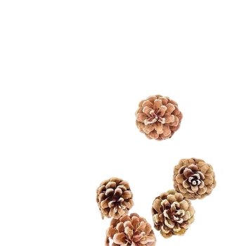 Conuri de pin naturale și aranjament cu flori uscate — accesorii foto lucrate manual pentru decor DIY de Crăciun, centru de living