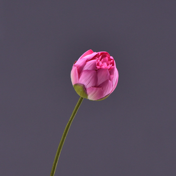 Lan Jin floare de lotus artificială din mătase – 72 cm, decor de interior de înaltă calitate pentru living, stil Zen