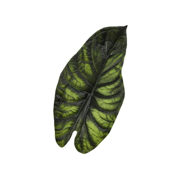 Plantă artificială cu frunze de Alocasia – verde proaspăt, decor pentru masă și sufragerie