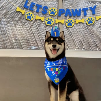Let's Pawty Banner cu litere pentru câine – decor pentru pet-themed birthday party