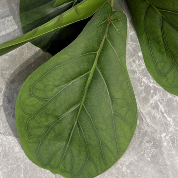 Ficus Lyrata artificial, plantă în ghiveci, stil nordic, decor pentru casă și grădină