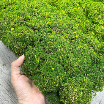 Covor artificial cu aspect de mușchi, textură flok pentru pereți cu plante și amenajare interioară