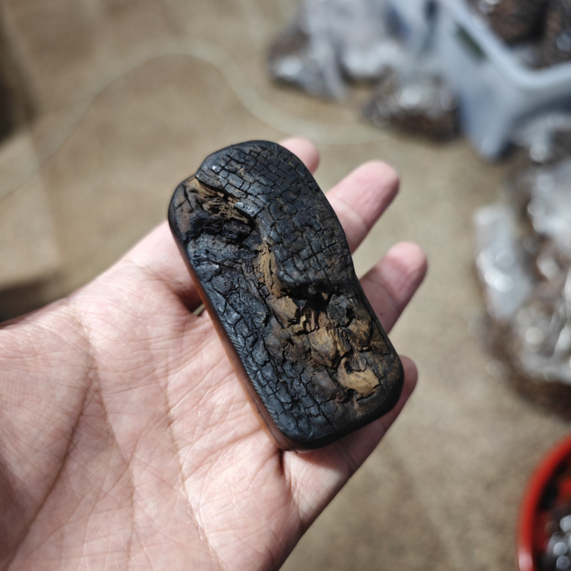 Gromom pogođeno drvo jujube, ručni taoistički ritualni alat i talisman za mir, veličina 6-li
