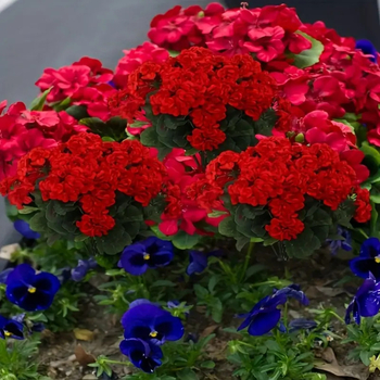 Viță artificială cu flori begonia și geraniu pentru decor