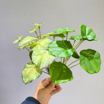 Plante artificiale verzi cu frunze de măr și taro, decor mini peisaj pentru perete, frunze lipite decorative