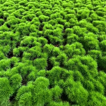Mușchi artificial, covor cu mușchi flocat, bonsai din piatră pentru decor pe perete cu plante verzi