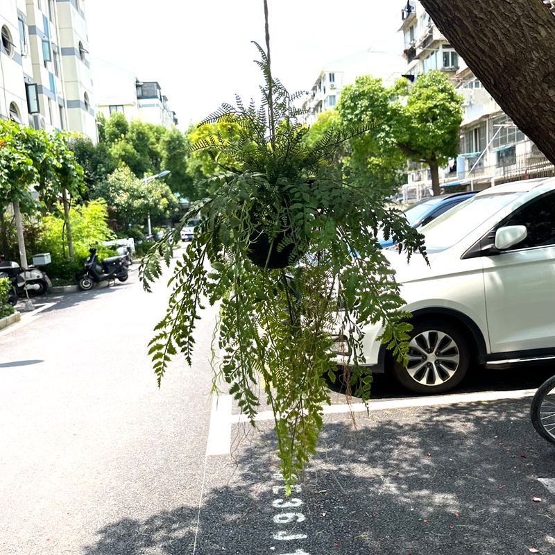 Κρεμαστό τεχνητό φυτό — περσική γρασίδα με γαλάζια και λευκή ρίγα, διακοσμητικό φυτό