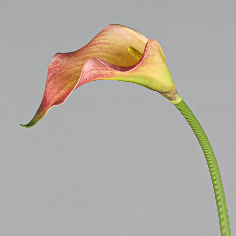 Mini dekorativni Calla Lily cvijet od mekanog EVA materijala za kućnu dekoraciju