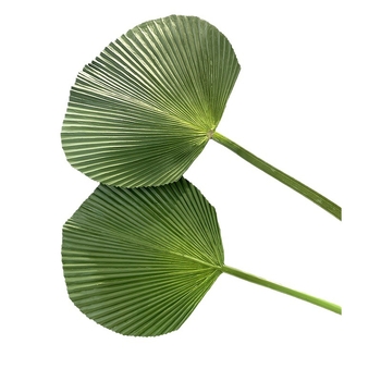 Umjetna biljka s listovima banane (banana leaf), palme (palm leaf), trske (cattail leaf) i lišćem suncokreta (sunflower leaf) – zeleni ukras za dom, rekviziti za vjenčanje i fotografiju, visina 100–200 cm