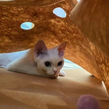 Котешки тунел за игра и тренировка на ловкост – играчка за домашни любимци