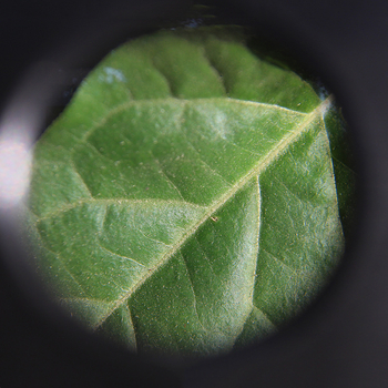 Chuda 10x povećalo za šivanje i provjeru tkanine, promjer leće 22 mm, plastično/akrilno, model 14111