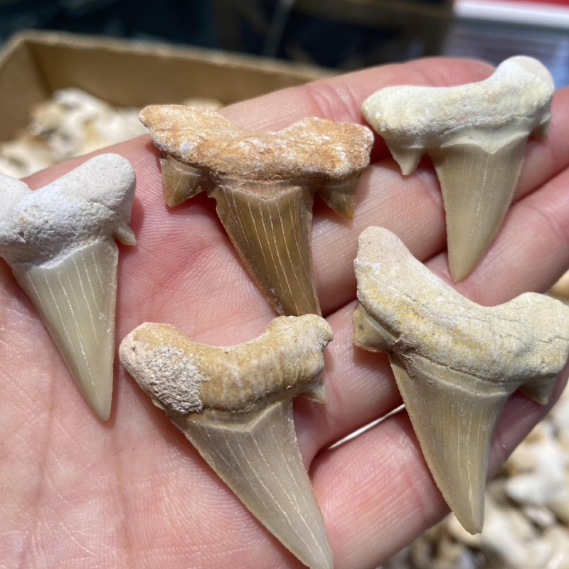 Prirodni fosil Megalodonov zub, ukrasni kamen