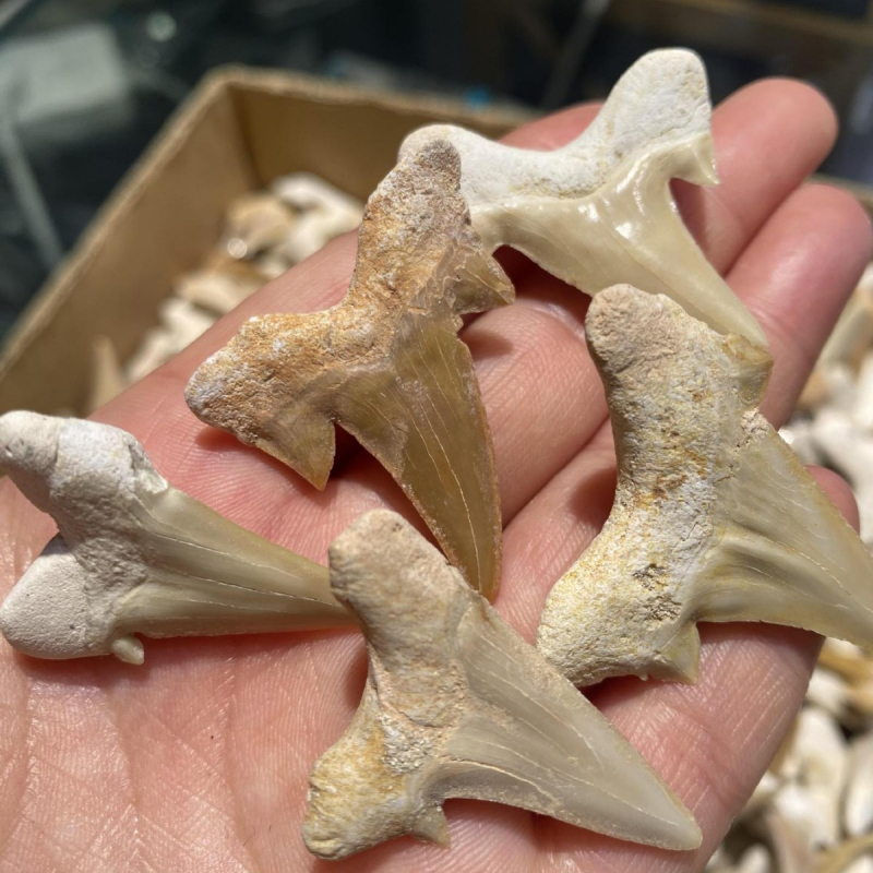 Prirodni fosil Megalodonov zub, ukrasni kamen