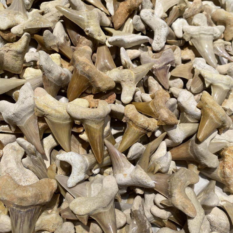 Prirodni fosil Megalodonov zub, ukrasni kamen