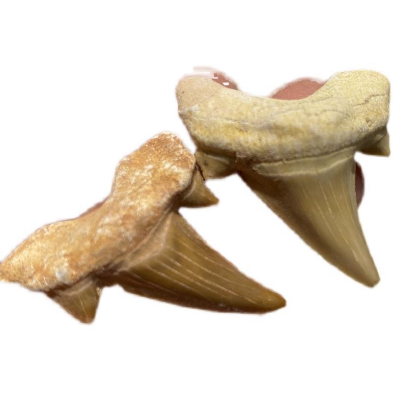 Prirodni fosil Megalodonov zub, ukrasni kamen